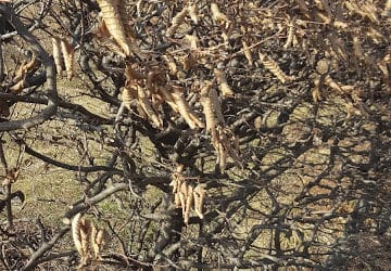 A SHAPE STOLEN FROM NATURE