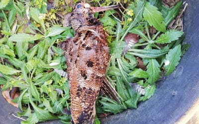 CROSTINI DI BECCACCIA – CROUTONS OF WOODCOOK