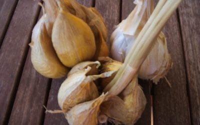 CONFIT AGLIONE CREAM