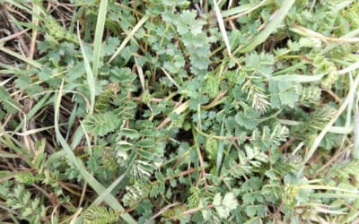 L’INSALATA NON E’ BELLA SE NON C’E’ LA SALVASTRELLA