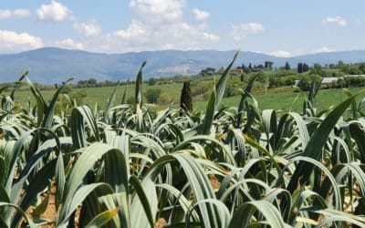 SAPORI DIMENTICATI E RITROVATI