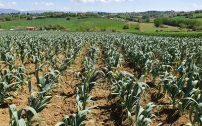 NUOVE RICETTE CON L’AGLIONE FRESCO