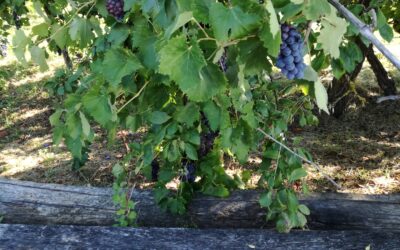 ITALY IS FULL OF FOOD