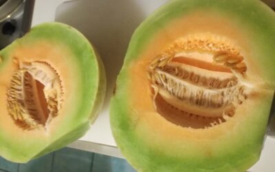 THE LAST MELONS OF THE SUMMER