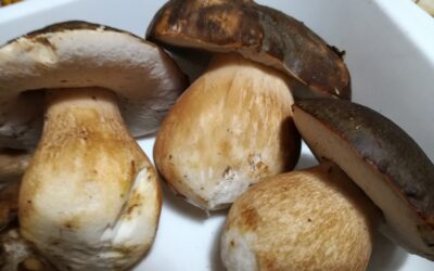 MUSHROOMS AND CHICORY