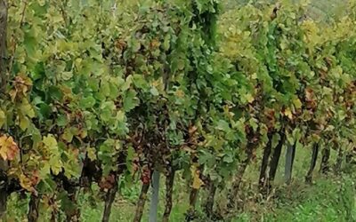 THE CALL OF THE SAD GRAPES