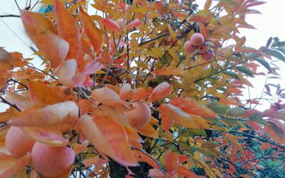 A PERSIMMON TREE OUT OF THE DOOR