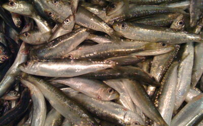 WHAT HAPPENS AT GIGLIOCOOKING SCHOOL