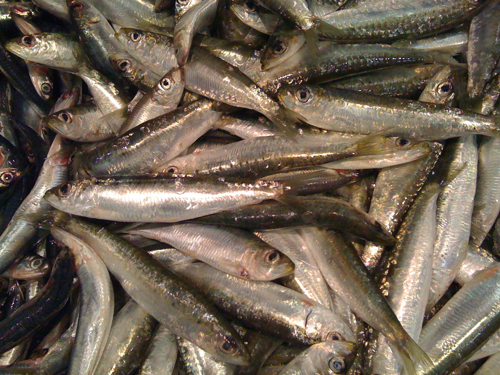 sardines
