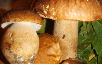 SCHOOL OF MYCOLOGY ………. ON THE FIELD