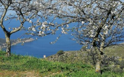 THE ROWS OF MARASCHE (SOUR CHERRIES)