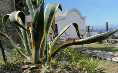 A CARTOGRAPHIC PROJECT FOR THE “LILY”, GIGLIO ISLAND