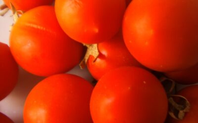 JUMPING TOMATOES CREATE A COCOON