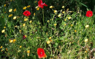 ROLL WITH POPPY FLOWERS