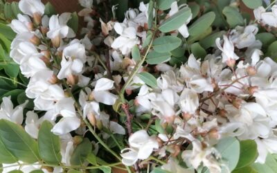 IT’S A PITY NOT BEING ABLE TO PHOTOGRAPH THE PERFUME