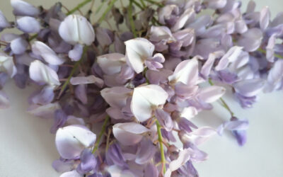 SIXTH NEWSLETTER: WISTERIA – GLICINE – IS EDIBLE