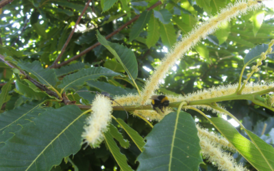 WHERE YOUR FOCUS GOES IS WHERE ENERGY FLOWS