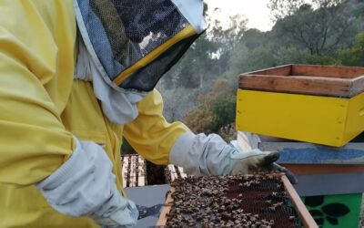 THE QUEENS OF GIGLIO ISLAND