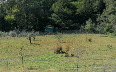 THE FARM OF HAPPY HENS
