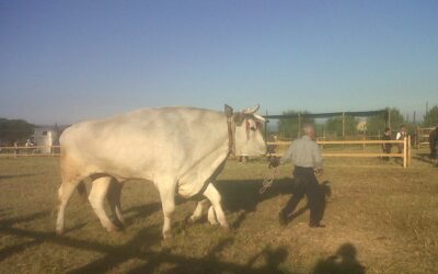 FAQ: WHY IS THE FLORENTINE STEAK SO BIG?