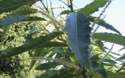 WILL WE BE ABLE TO SEE AGAIN THE CHESTNUT FLOWERS IN GIGLIO?