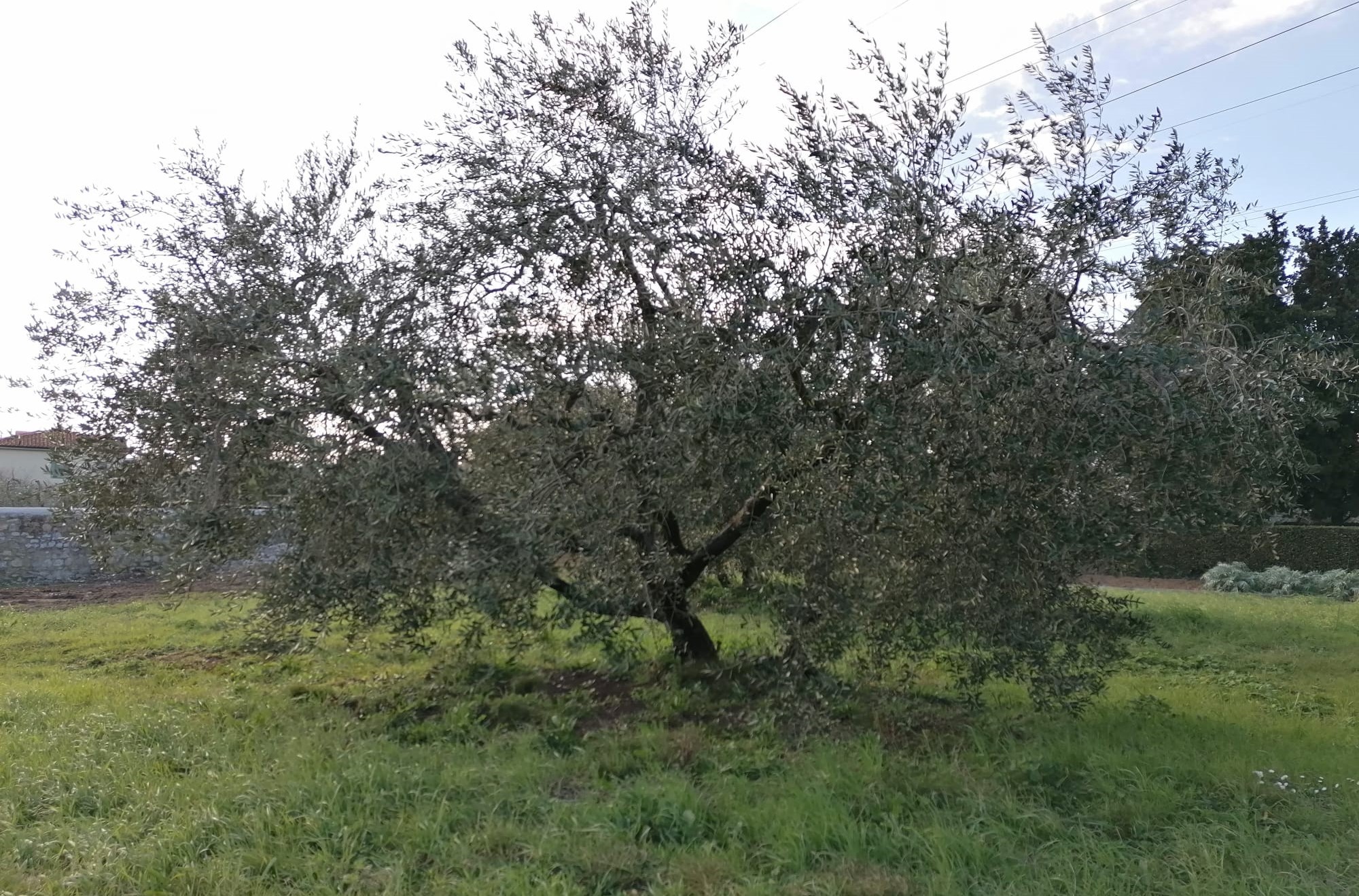 cattedrale -copertina OK