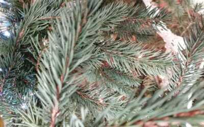 THE TREE OF ROSEMARY