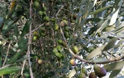 THE OLIVE OILS OF GIGLIOCOOKING